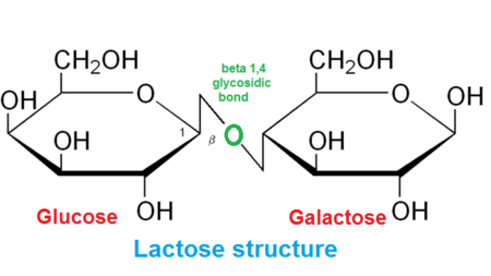 glycosidic linkages